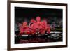 Red Branch Orchid Flower and Therapy Stones-crystalfoto-Framed Photographic Print