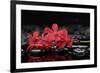 Red Branch Orchid Flower and Therapy Stones-crystalfoto-Framed Photographic Print