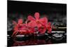 Red Branch Orchid Flower and Therapy Stones-crystalfoto-Mounted Photographic Print