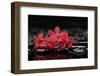 Red Branch Orchid Flower and Therapy Stones-crystalfoto-Framed Photographic Print
