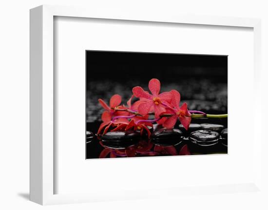 Red Branch Orchid Flower and Therapy Stones-crystalfoto-Framed Photographic Print