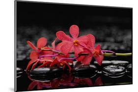 Red Branch Orchid Flower and Therapy Stones-crystalfoto-Mounted Photographic Print