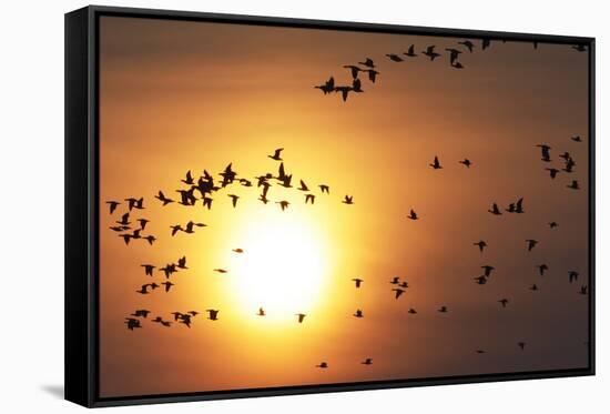 Red Breasted Geese and White Fronted Geese in Flight at Sunrise, Durankulak Lake, Bulgaria-Presti-Framed Stretched Canvas