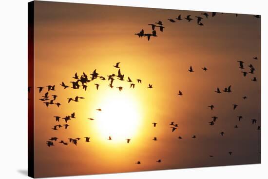 Red Breasted Geese and White Fronted Geese in Flight at Sunrise, Durankulak Lake, Bulgaria-Presti-Stretched Canvas