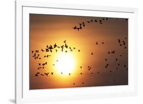 Red Breasted Geese and White Fronted Geese in Flight at Sunrise, Durankulak Lake, Bulgaria-Presti-Framed Photographic Print