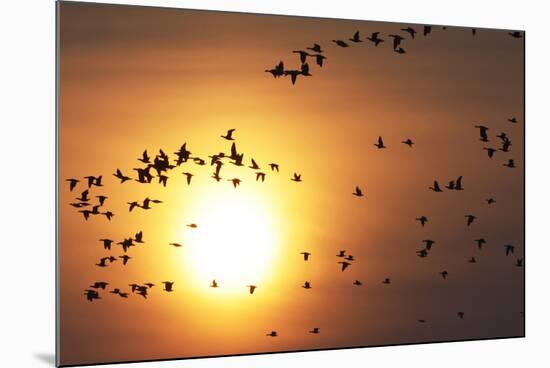 Red Breasted Geese and White Fronted Geese in Flight at Sunrise, Durankulak Lake, Bulgaria-Presti-Mounted Photographic Print