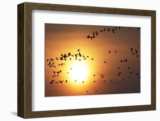 Red Breasted Geese and White Fronted Geese in Flight at Sunrise, Durankulak Lake, Bulgaria-Presti-Framed Photographic Print