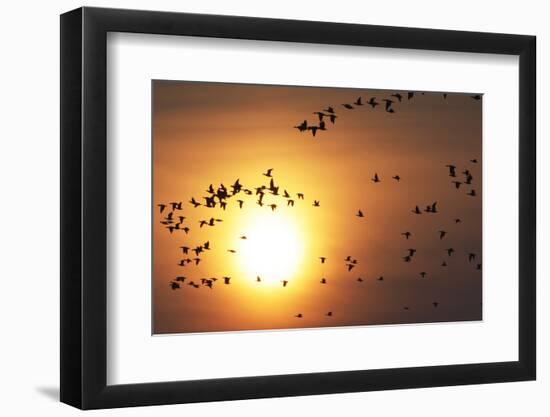 Red Breasted Geese and White Fronted Geese in Flight at Sunrise, Durankulak Lake, Bulgaria-Presti-Framed Photographic Print