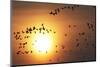 Red Breasted Geese and White Fronted Geese in Flight at Sunrise, Durankulak Lake, Bulgaria-Presti-Mounted Photographic Print