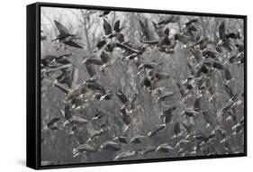 Red Breasted Geese (Branta Ruficollis) and White Fronted Geese (Anser Albifrons) Flying, Bulgaria-Presti-Framed Stretched Canvas