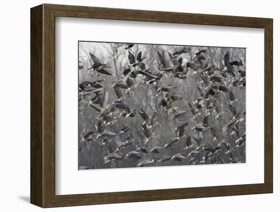 Red Breasted Geese (Branta Ruficollis) and White Fronted Geese (Anser Albifrons) Flying, Bulgaria-Presti-Framed Photographic Print