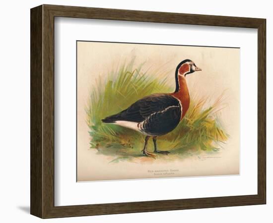 Red-Breasted Goose (Branta ruficollis), 1900, (1900)-Charles Whymper-Framed Giclee Print