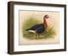 Red-Breasted Goose (Branta ruficollis), 1900, (1900)-Charles Whymper-Framed Giclee Print