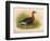 Red-Breasted Goose (Branta ruficollis), 1900, (1900)-Charles Whymper-Framed Giclee Print