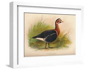 Red-Breasted Goose (Branta ruficollis), 1900, (1900)-Charles Whymper-Framed Giclee Print