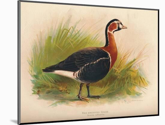 Red-Breasted Goose (Branta ruficollis), 1900, (1900)-Charles Whymper-Mounted Giclee Print