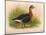 Red-Breasted Goose (Branta ruficollis), 1900, (1900)-Charles Whymper-Mounted Giclee Print