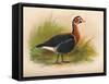 Red-Breasted Goose (Branta ruficollis), 1900, (1900)-Charles Whymper-Framed Stretched Canvas