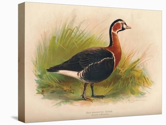 Red-Breasted Goose (Branta ruficollis), 1900, (1900)-Charles Whymper-Stretched Canvas