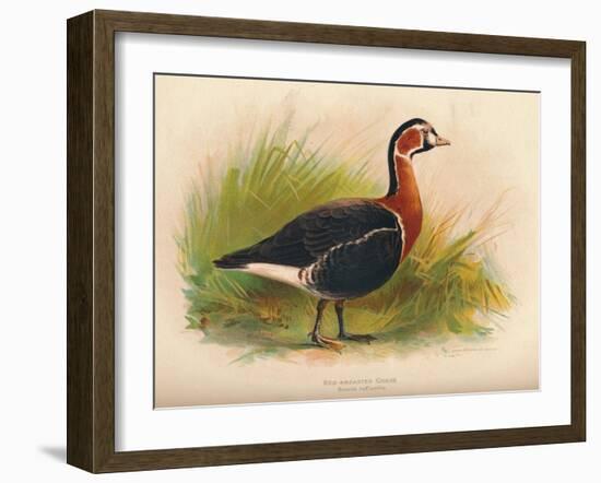 Red-Breasted Goose (Branta ruficollis), 1900, (1900)-Charles Whymper-Framed Giclee Print