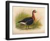 Red-Breasted Goose (Branta ruficollis), 1900, (1900)-Charles Whymper-Framed Giclee Print