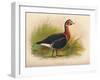 Red-Breasted Goose (Branta ruficollis), 1900, (1900)-Charles Whymper-Framed Giclee Print