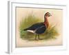 Red-Breasted Goose (Branta ruficollis), 1900, (1900)-Charles Whymper-Framed Giclee Print