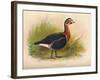 Red-Breasted Goose (Branta ruficollis), 1900, (1900)-Charles Whymper-Framed Giclee Print