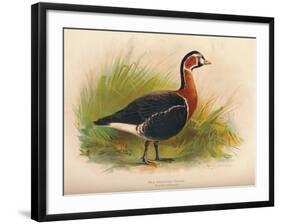 Red-Breasted Goose (Branta ruficollis), 1900, (1900)-Charles Whymper-Framed Giclee Print