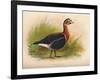 Red-Breasted Goose (Branta ruficollis), 1900, (1900)-Charles Whymper-Framed Giclee Print