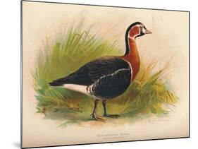 Red-Breasted Goose (Branta ruficollis), 1900, (1900)-Charles Whymper-Mounted Giclee Print
