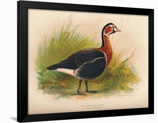 Red-Breasted Goose (Branta ruficollis), 1900, (1900)-Charles Whymper-Framed Giclee Print