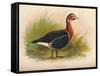 Red-Breasted Goose (Branta ruficollis), 1900, (1900)-Charles Whymper-Framed Stretched Canvas