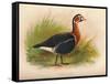 Red-Breasted Goose (Branta ruficollis), 1900, (1900)-Charles Whymper-Framed Stretched Canvas