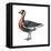 Red-Breasted Goose (Branta Ruficollis), Birds-Encyclopaedia Britannica-Framed Stretched Canvas