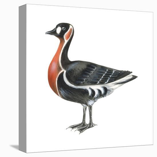 Red-Breasted Goose (Branta Ruficollis), Birds-Encyclopaedia Britannica-Stretched Canvas