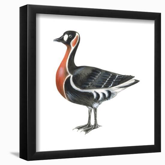 Red-Breasted Goose (Branta Ruficollis), Birds-Encyclopaedia Britannica-Framed Poster