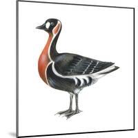 Red-Breasted Goose (Branta Ruficollis), Birds-Encyclopaedia Britannica-Mounted Poster