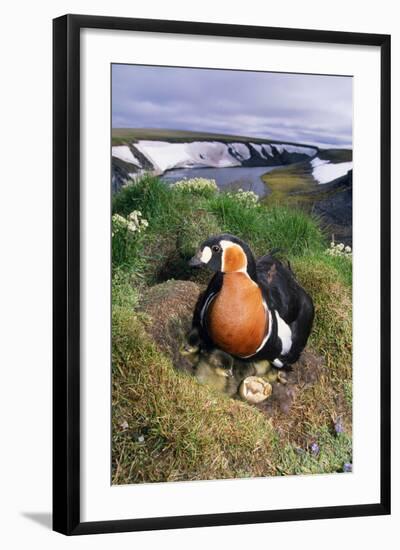 Red-Breasted Goose Chicks on Nest on Riverbank-Andrey Zvoznikov-Framed Photographic Print