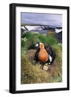 Red-Breasted Goose Chicks on Nest on Riverbank-Andrey Zvoznikov-Framed Photographic Print