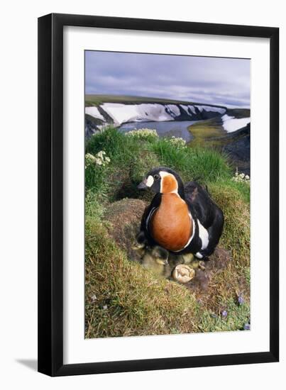 Red-Breasted Goose Chicks on Nest on Riverbank-Andrey Zvoznikov-Framed Photographic Print