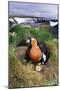 Red-Breasted Goose Chicks on Nest on Riverbank-Andrey Zvoznikov-Mounted Photographic Print