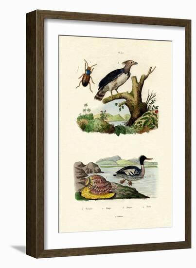 Red-Breasted Merganser, 1833-39-null-Framed Giclee Print