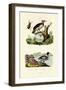 Red-Breasted Merganser, 1833-39-null-Framed Giclee Print