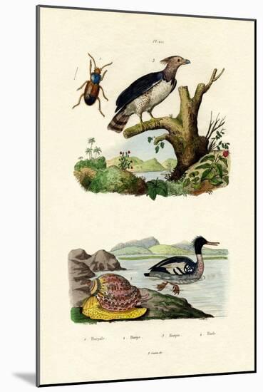 Red-Breasted Merganser, 1833-39-null-Mounted Giclee Print