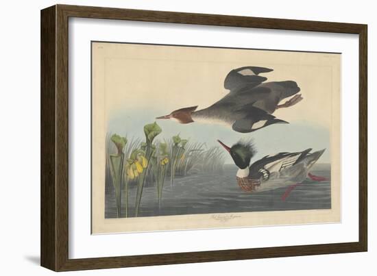 Red-breasted Merganser, 1838-John James Audubon-Framed Giclee Print