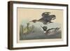 Red-breasted Merganser, 1838-John James Audubon-Framed Giclee Print