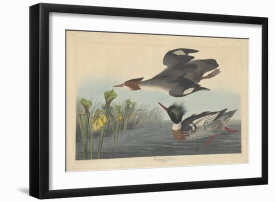 Red-breasted Merganser, 1838-John James Audubon-Framed Giclee Print