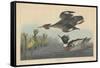 Red-breasted Merganser, 1838-John James Audubon-Framed Stretched Canvas