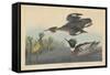 Red-breasted Merganser, 1838-John James Audubon-Framed Stretched Canvas